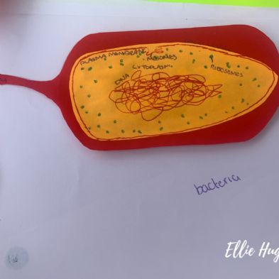 tsa_HomeLearningScience (9)